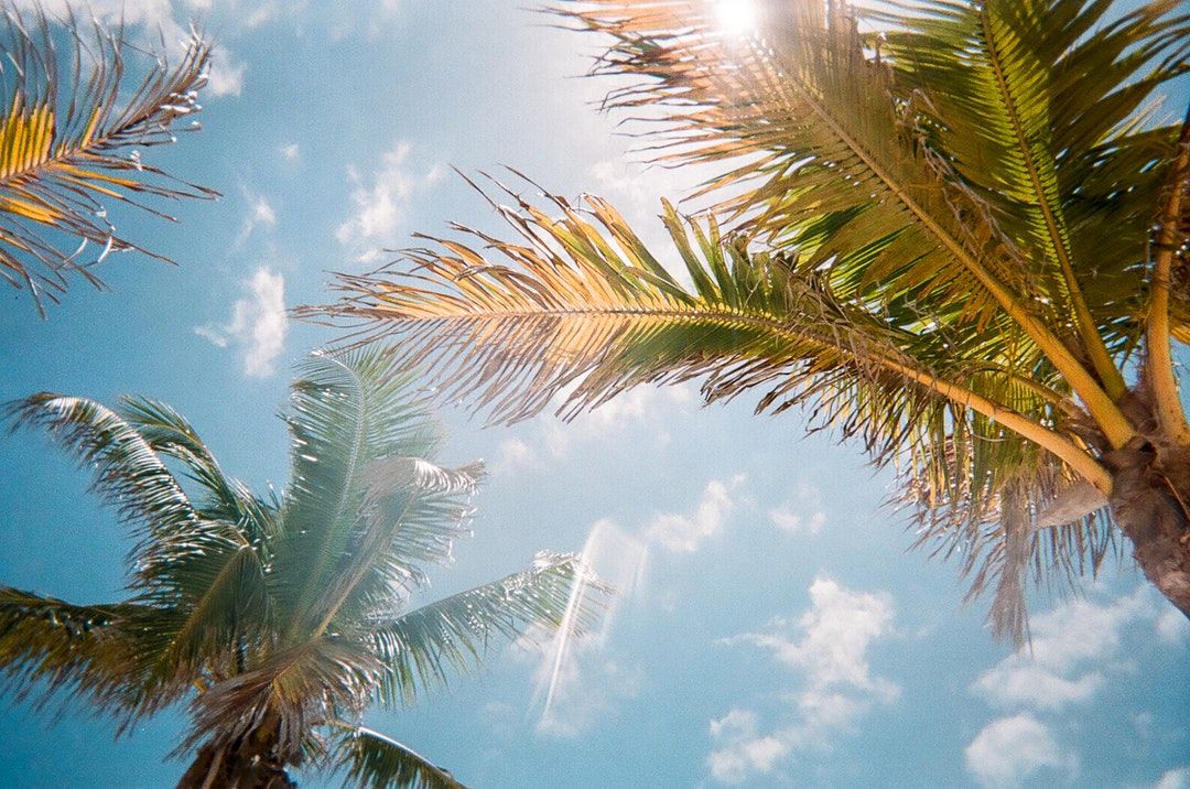 low angle photography of green palm trees during daytime