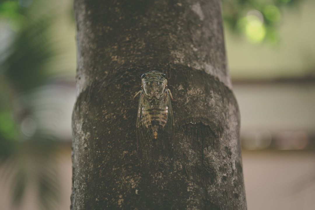 outguess cicada