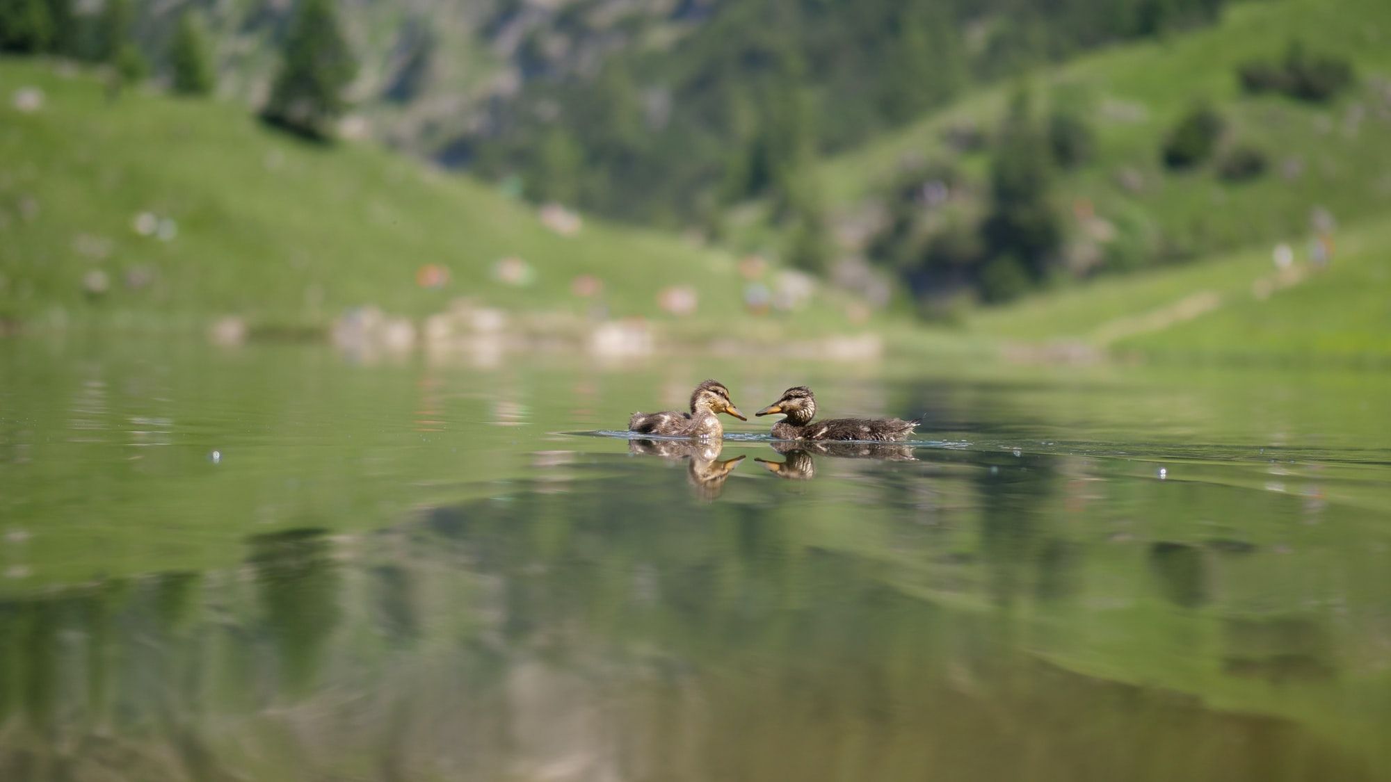 Photo taken at the Gaisalpsee in Germany, near Obersdorf.