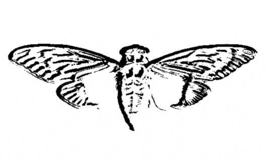 The Cicada 3301 Mystery (Puzzle 1 Solve)