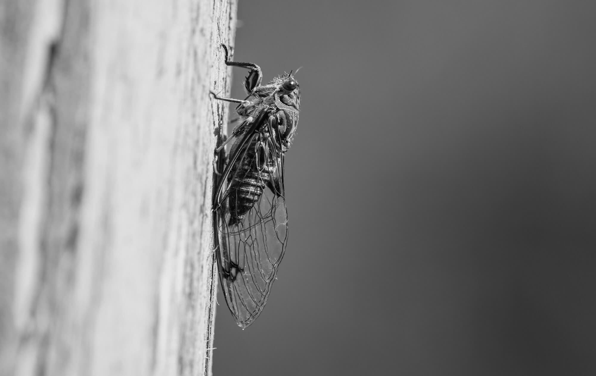 a black and white photo of a fly on a wall