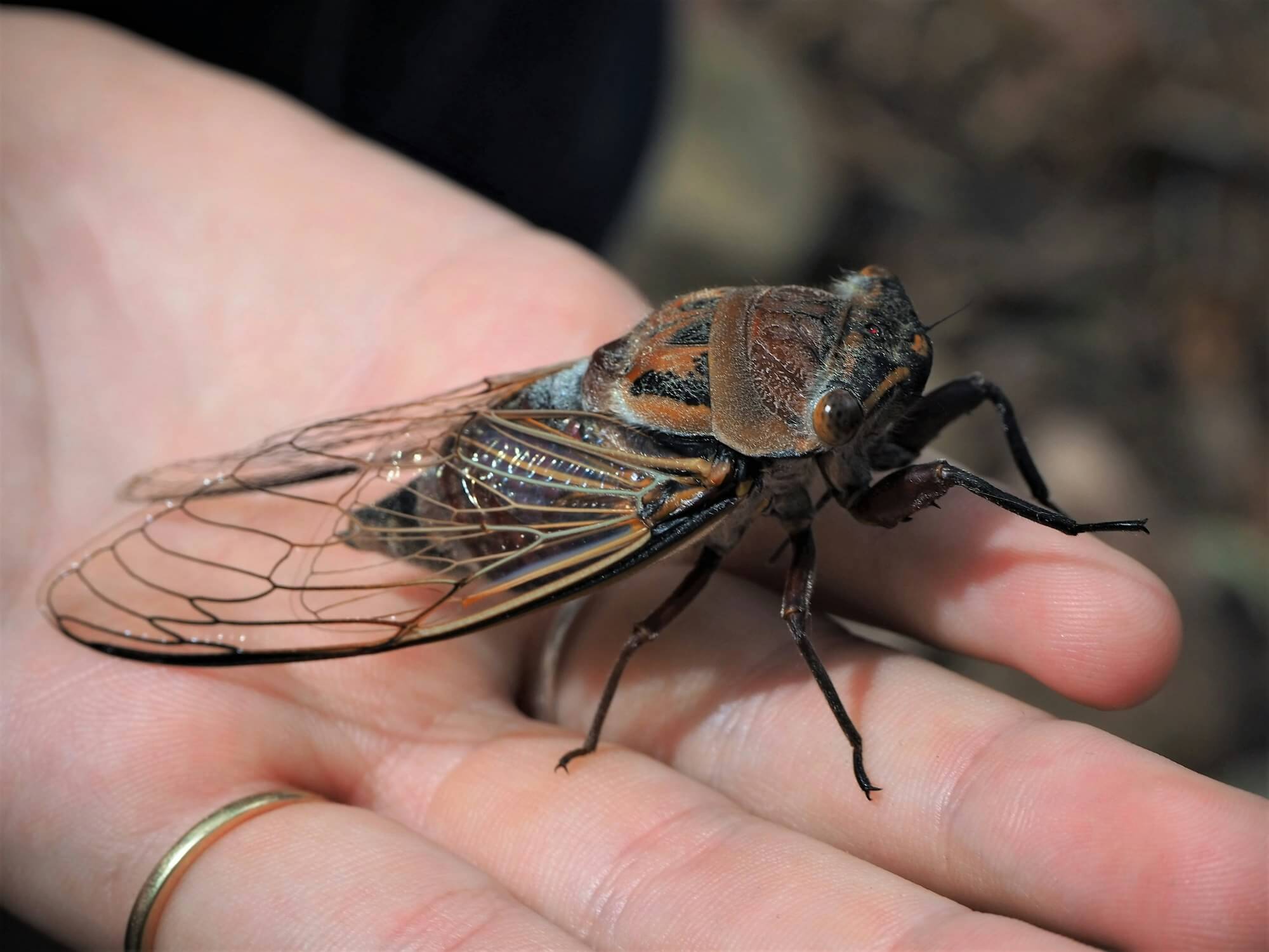 The Cicada 3301 Mystery (Puzzle 3 Solve) - Part 4